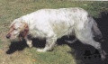 Setter Anglais RAC DE L'ECHO DE LA FORET Setter Anglais RAC DE L'ECHO DE LA FORET